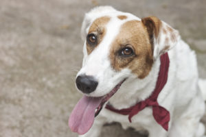 Cachorros da Raça SRD