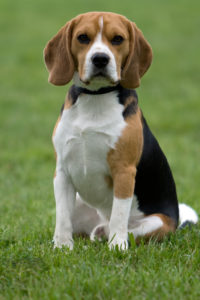 Origem do Beagle