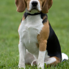 Origem do Beagle