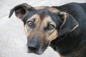 Cachorros da Raça SRD