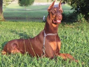 Como criar Doberman