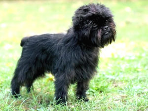 Raça Affenpinscher