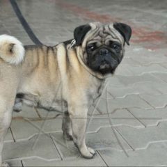 Características do Pug