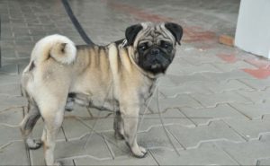 Características do Pug