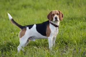 Tudo Sobre o Beagle