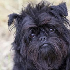 Raça Affenpinscher