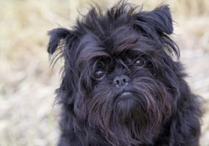 Raça Affenpinscher