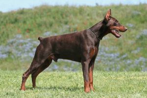 Características do Doberman