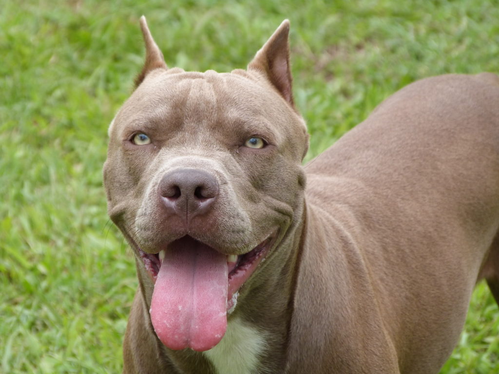 Todas a Raças de Pit bull