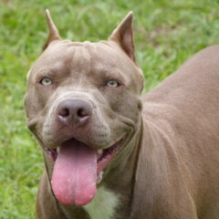 Todas as Raças de Pit bull