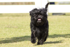 Raça Affenpinscher