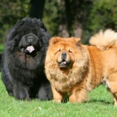 Cuidados com o Chow Chow