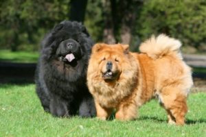 Cuidados com o Chow Chow