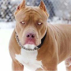 Pit Bull