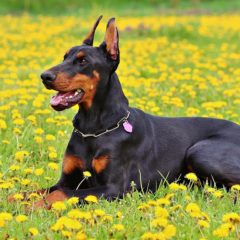 História do Doberman