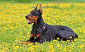 Raça Doberman