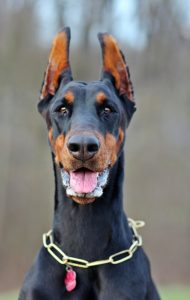 Como criar Doberman