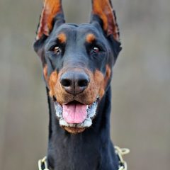 Raça Doberman