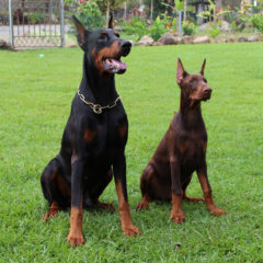 Temperamento do Doberman