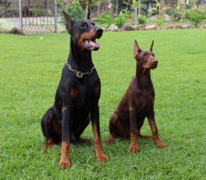 Temperamento do Doberman