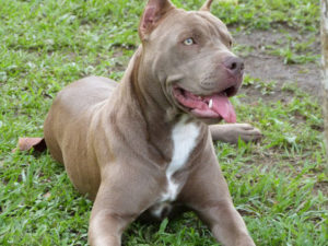 Criação do Pit Bull