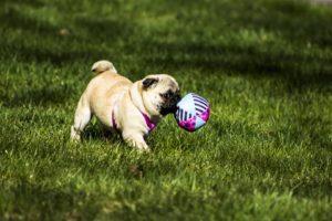 pug-1502562_960_720