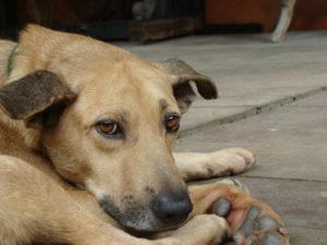 Cachorros da Raça SRD