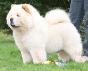 Cuidados com o Chow Chow