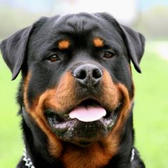 Raça Rottweiler