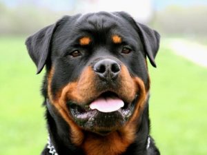 Raça Rottweiler