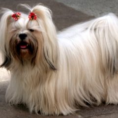 Raça Lhasa Apso