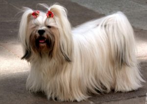 Raça Lhasa Apso