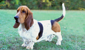 Raça Basset Hound