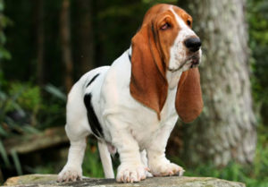 Raça Basset Hound