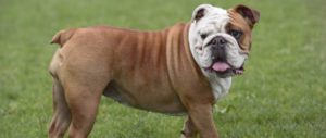 Raça Buldogue Inglês (Bulldog)