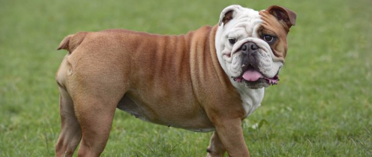 Inglês / britânico vermelho bulldog cachorro vestindo boné para fora