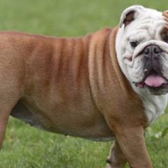 Raça Buldogue Inglês (Bulldog)