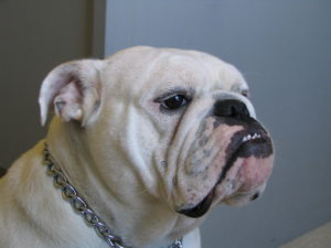 Raça Buldogue Inglês (Bulldog)