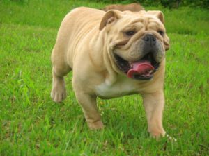 Raça Buldogue Inglês (Bulldog)