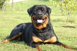 Raça Rottweiler