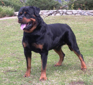 Raça Rottweiler