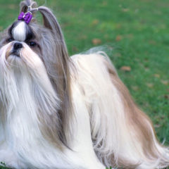 Raça Shih Tzu