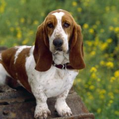 Raça Basset Hound