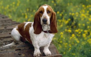 Raça Basset Hound