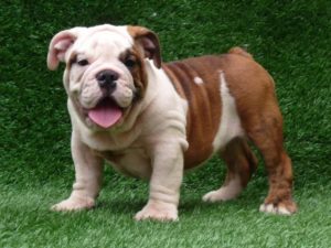 Raça Buldogue Inglês (Bulldog)