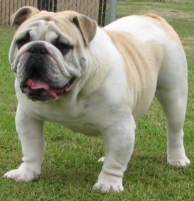 Raça Buldogue Inglês (Bulldog)