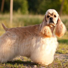 Raça Cocker Spaniel