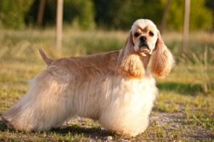 Raça Cocker Spaniel