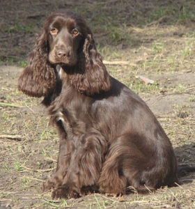 Raça Cocker Spaniel