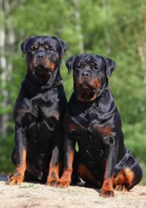 Raça Rottweiler